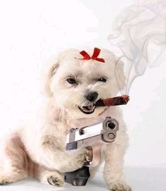 doge with gun